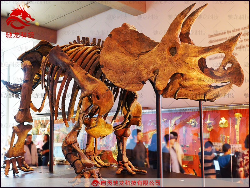 仿真恐龙三角龙模型Triceratops